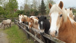 Tips for activities - Ponyhof Leiting in Isselburg