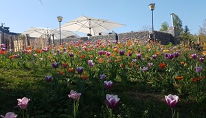 Restaurant - tulips in spring