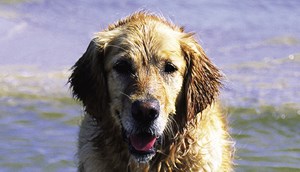 Stacaravan Basic - holiday with your dog